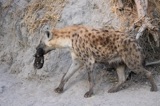 Seba - Hyena Moving Apartments3